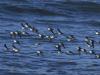Becasseaux Sanderling